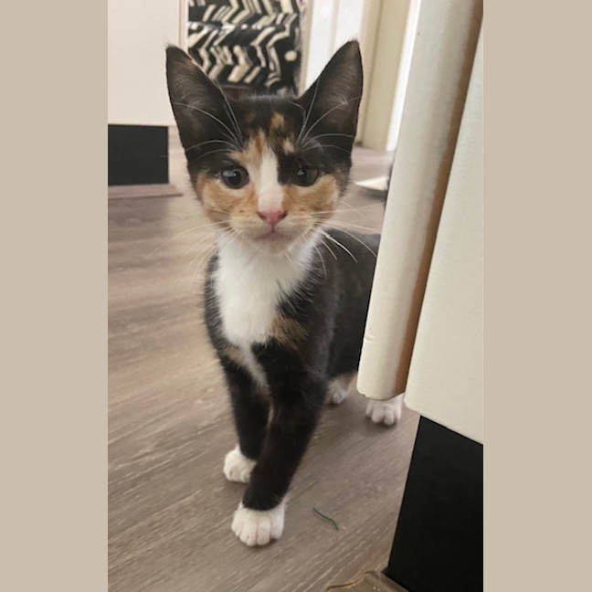 Photo of Kitty Purry