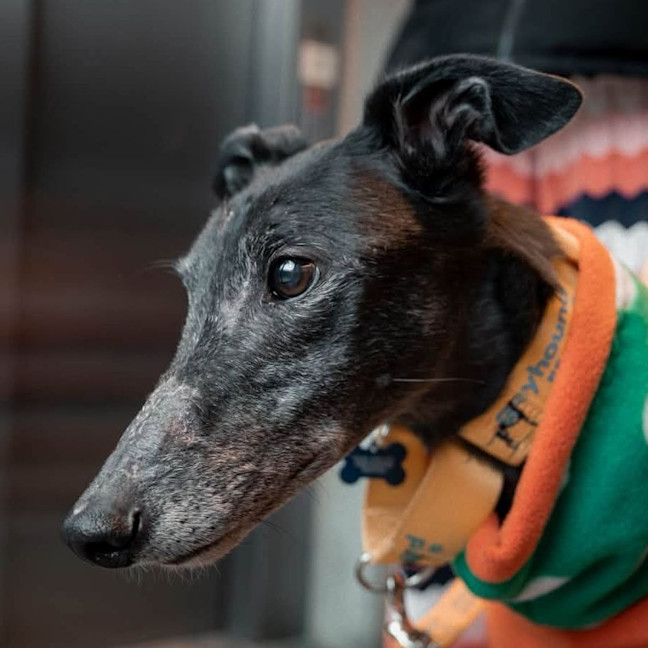 Photo of Jasper The Greyhound
