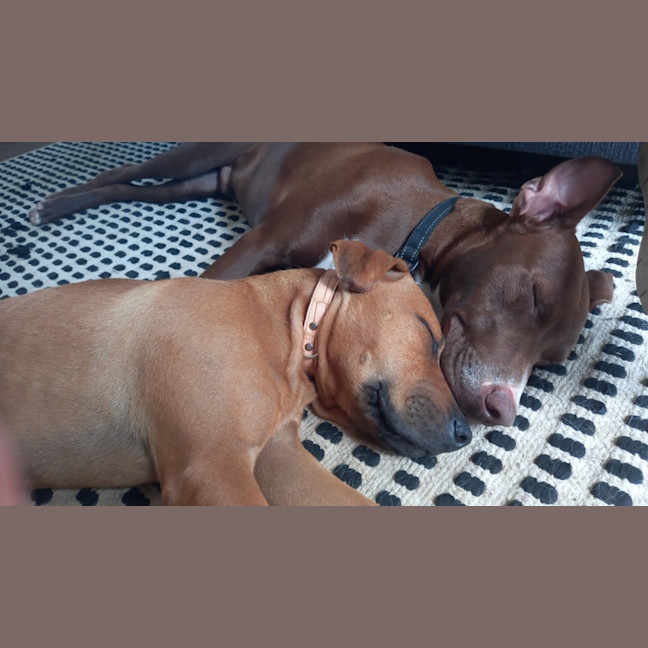 Photo of Roadie & Rusty