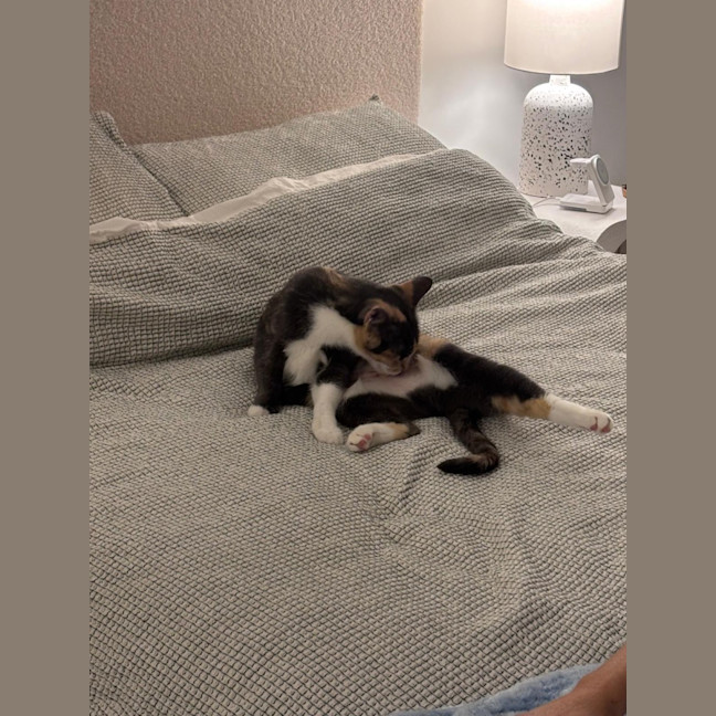 Photo of Ginger And Snowy