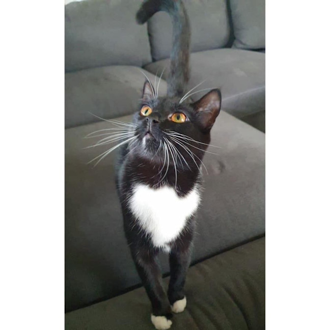 Photo of 10699   Levi