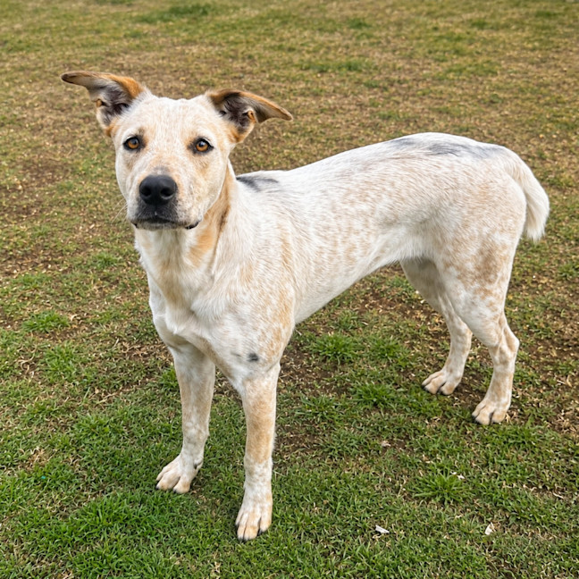 Photo of Scrumpy