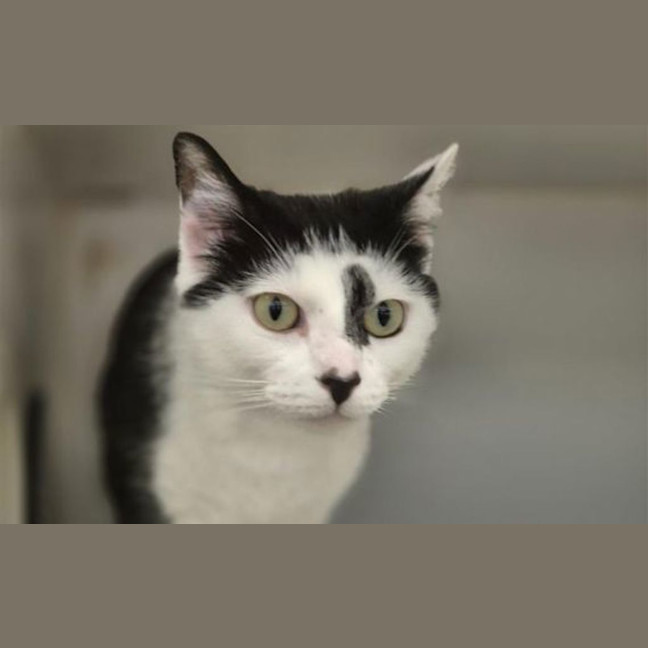 Photo of Pumpkin