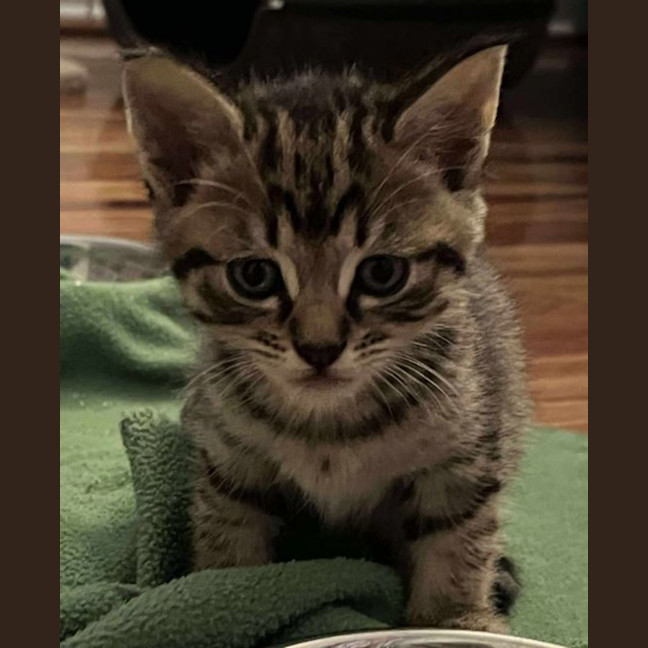 Photo of Maverick