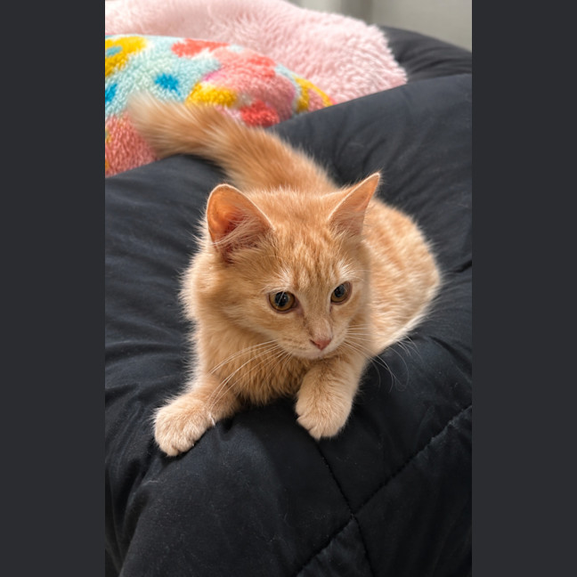 Photo of Butternut