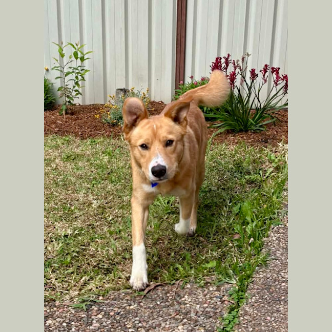 Photo of Ollie   1 Year Old Border Collie X Cattle Dog