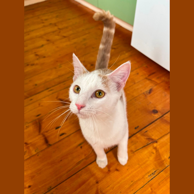 Photo of Russ ( Lazerus )