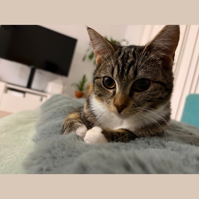 Photo of Mocha