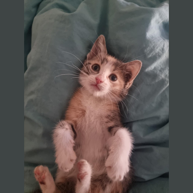 Photo of Turbo