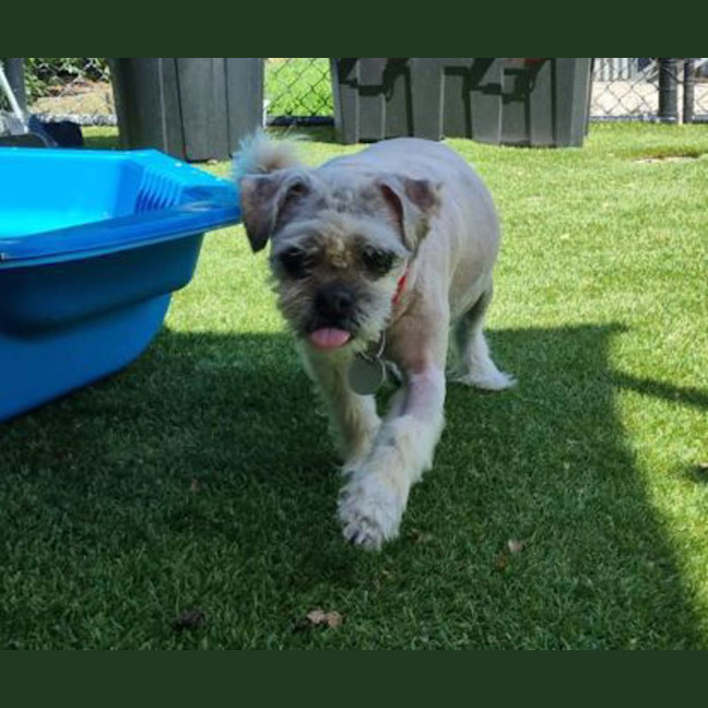 Photo of Bailey