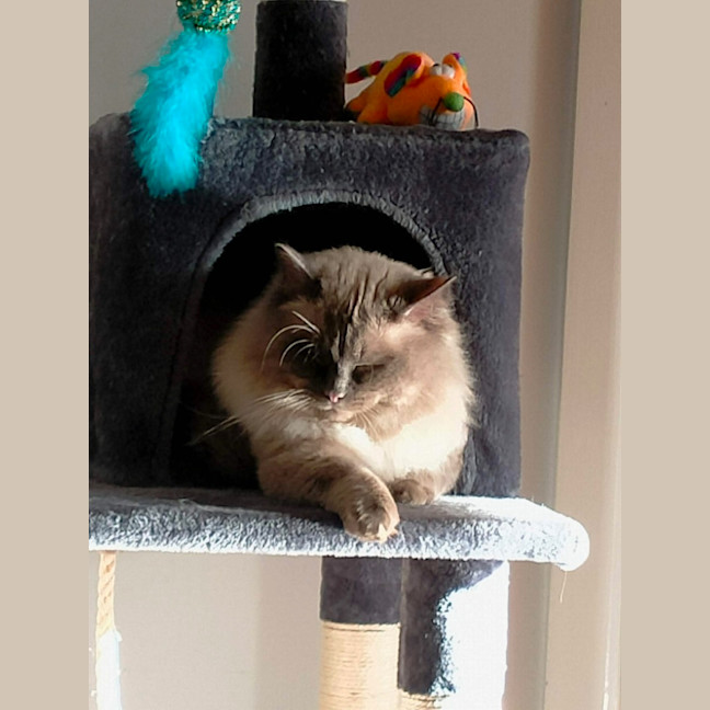 Photo of Enzo