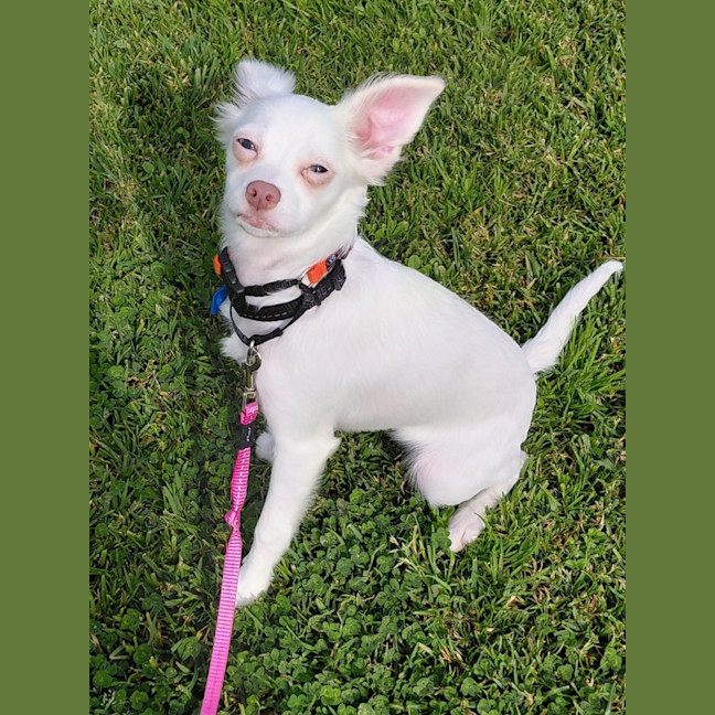 Photo of Cherry