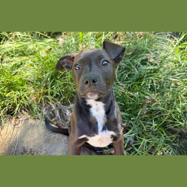 Photo of Pixie
