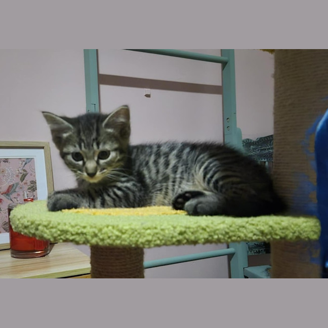Photo of Luna