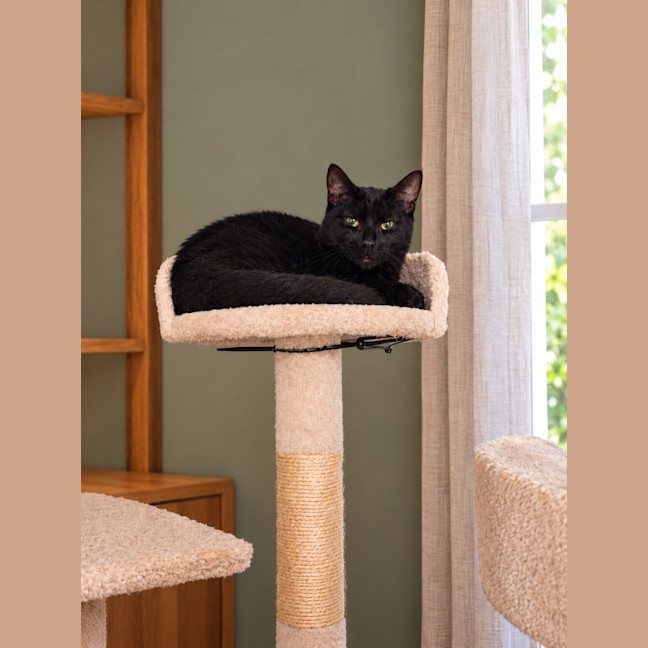 Photo of Toothless