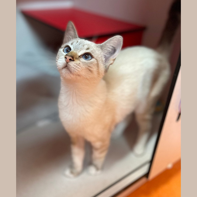 Photo of Satin