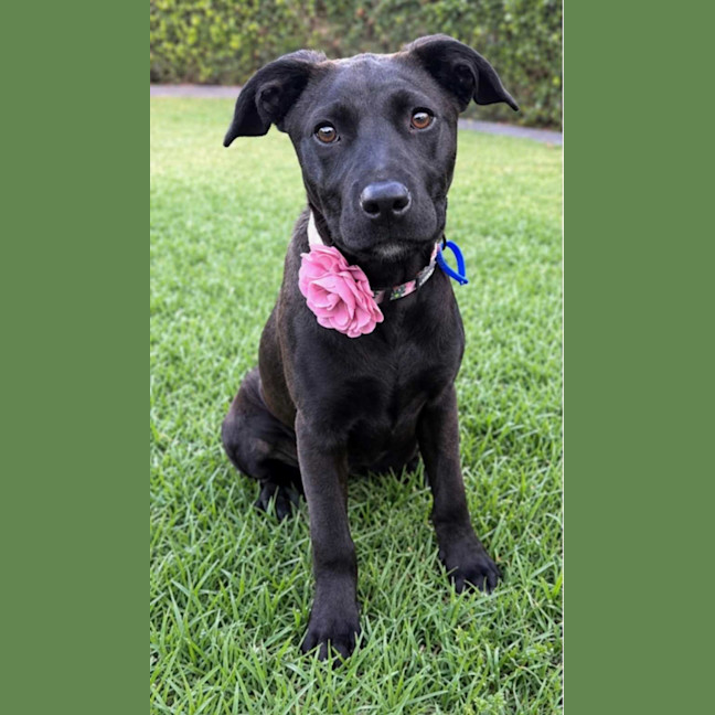 Photo of Hope   5 Month Old Mixed Breed