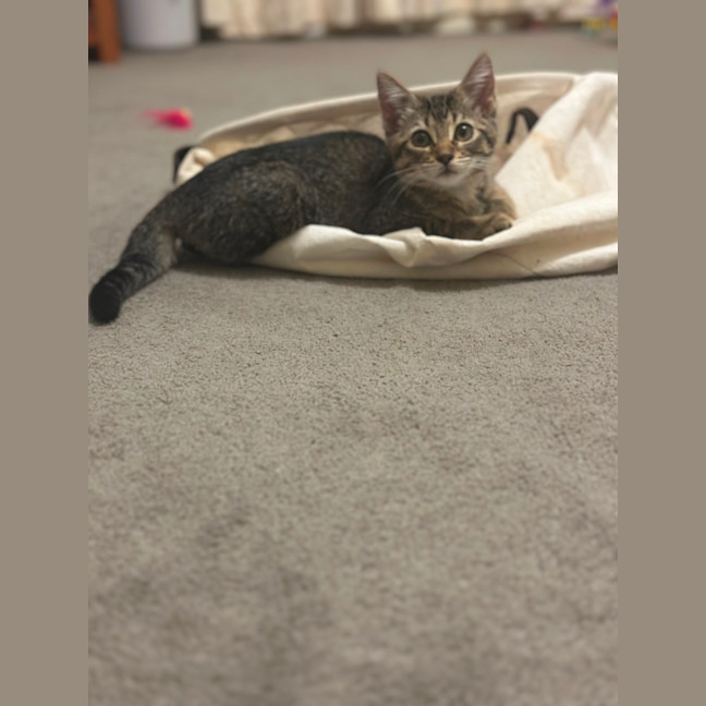 Photo of Muffin