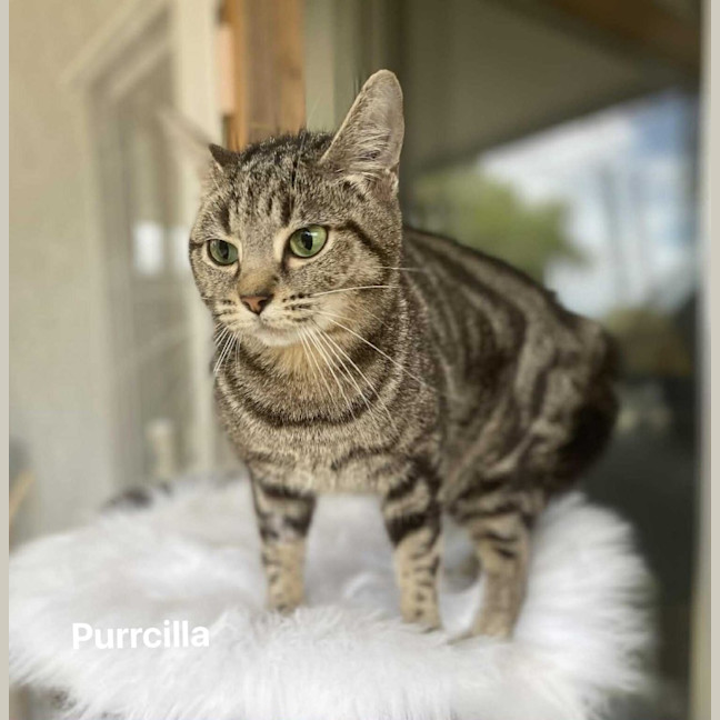Photo of Purrcilla