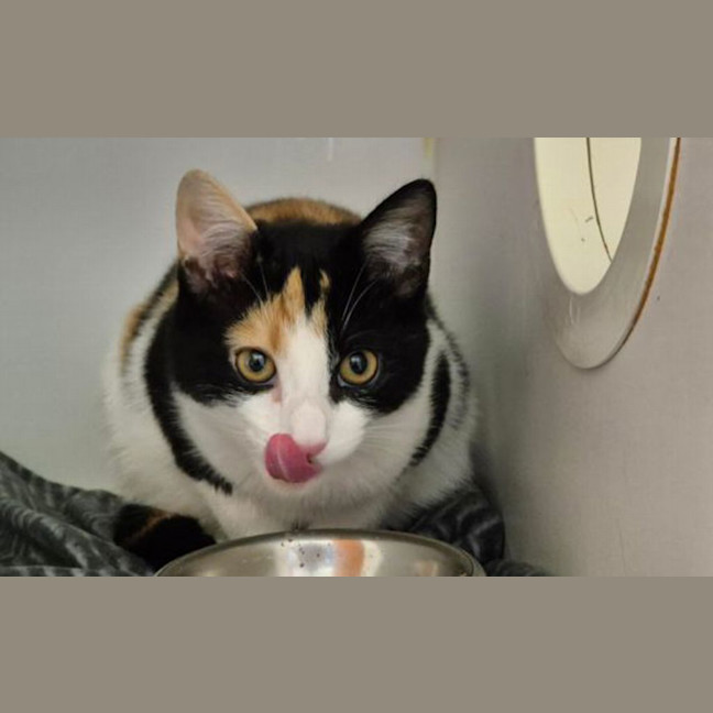 Photo of Cleo