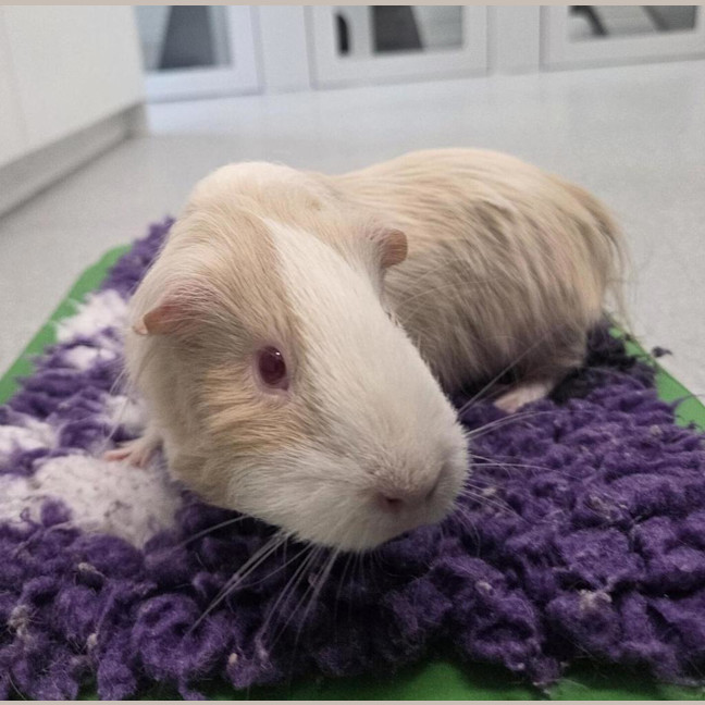Photo of Honey (Bonded With Peaches)