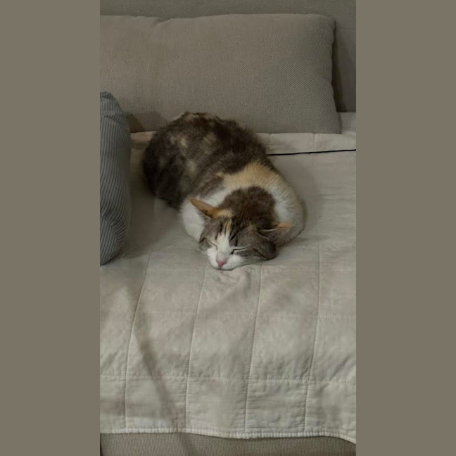 Photo of Millie