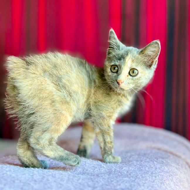 Photo of Cottontail   Located In Preston 