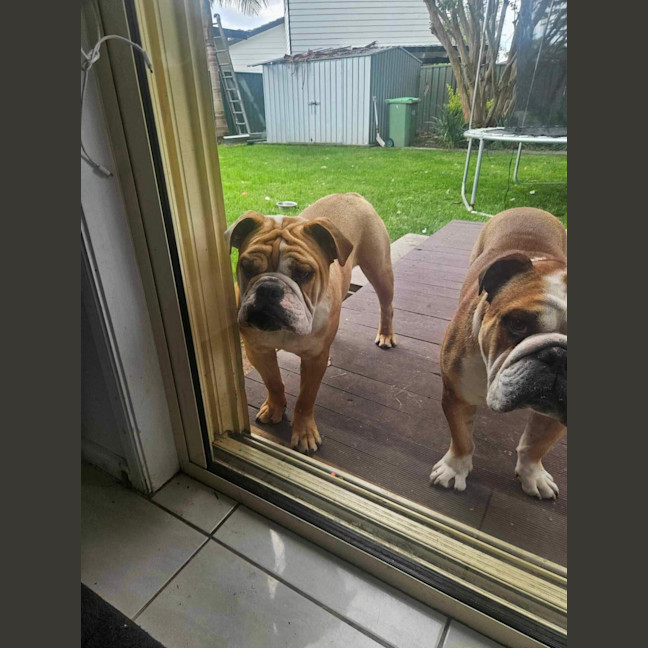 Photo of Mack   11 Month Old Australian Bulldog (On Trial)