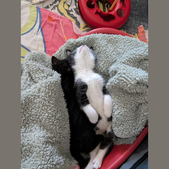 Photo of Barney