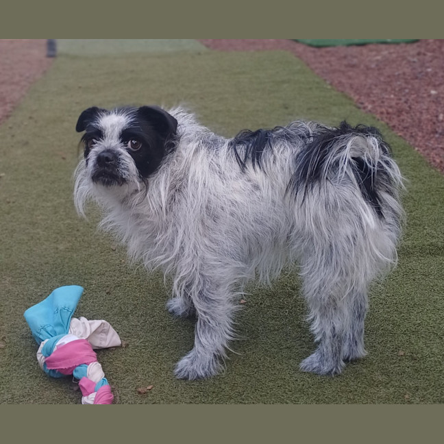 Photo of Maisie