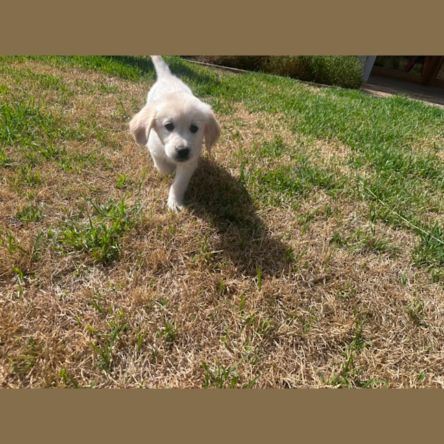 Photo of Maisie 