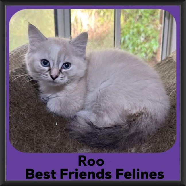 Photo of Roo