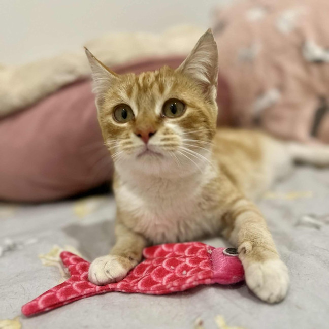 Photo of Rupert   In Foster Care In Doreen