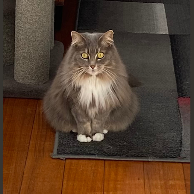 Photo of Bonita   In Foster Care In Brunswick