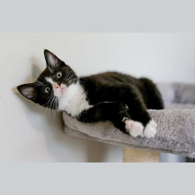 Photo of Domino