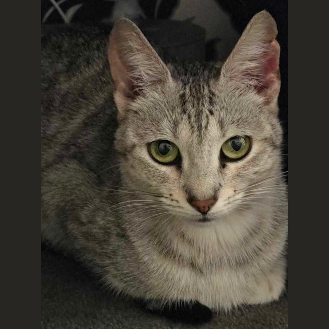 Photo of Mumma Noodle