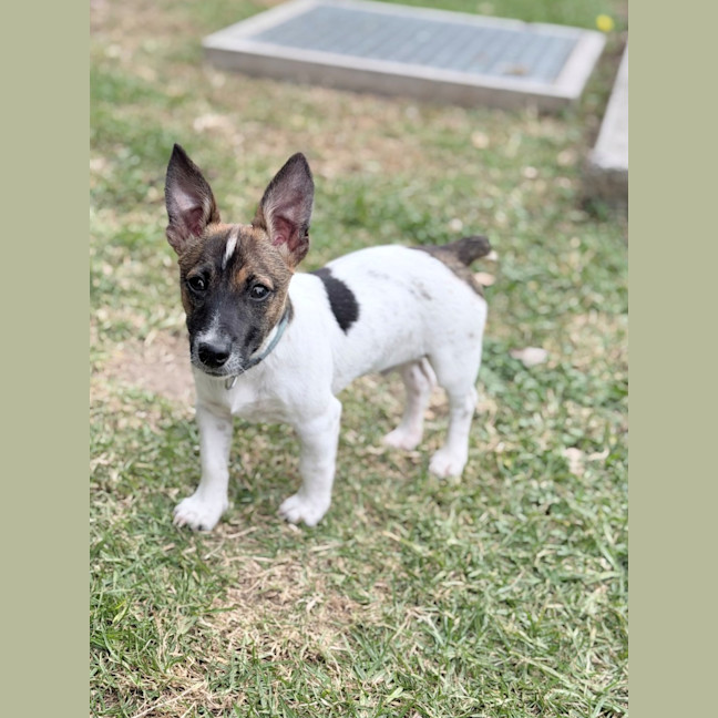 Photo of Ollie