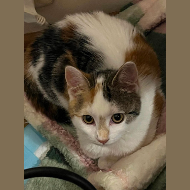 Photo of Callie