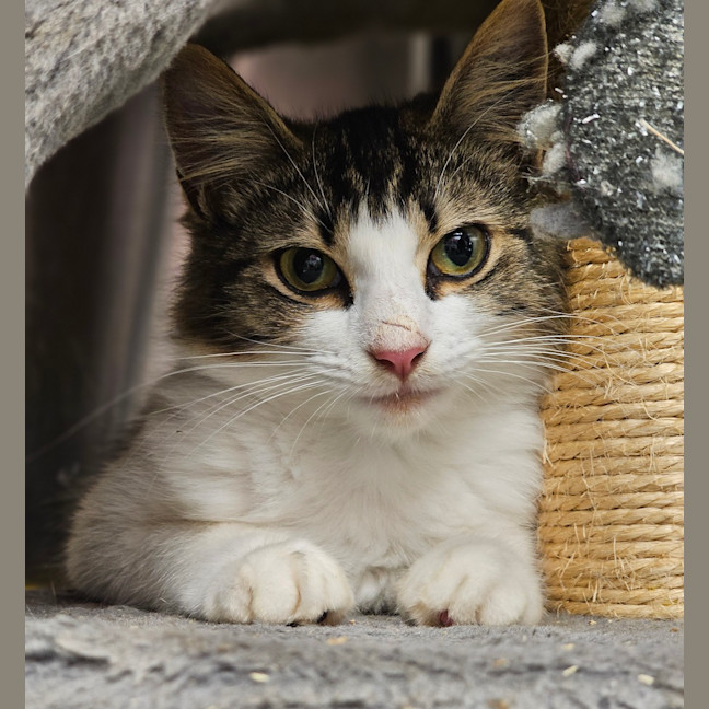 Photo of Ziggy