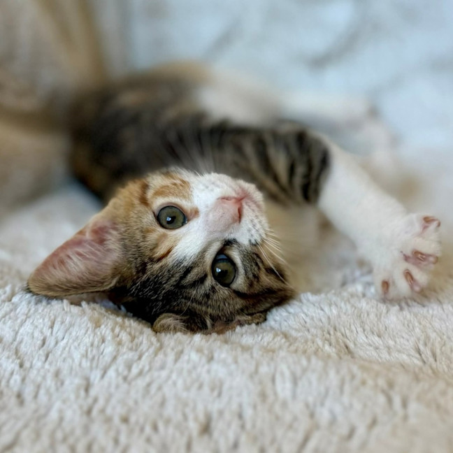 Photo of Mel C   On Display At Vets On Parker