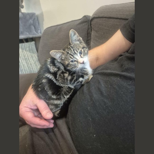 Photo of Sahara *9 Lives Project Rescue*