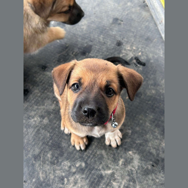 Photo of The Hawaiian Girls!