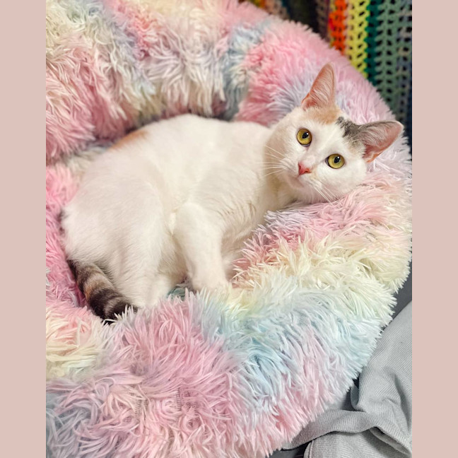 Photo of Callie