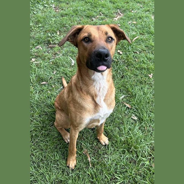 Photo of Bronco