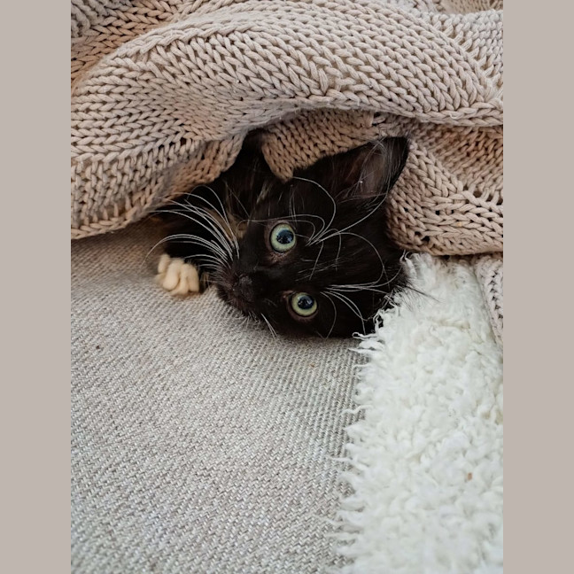 Photo of Biscuit, Oreo And Cookie