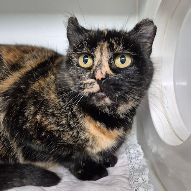 Photo of Zelda