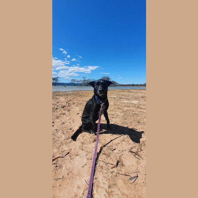 Photo of Dobby