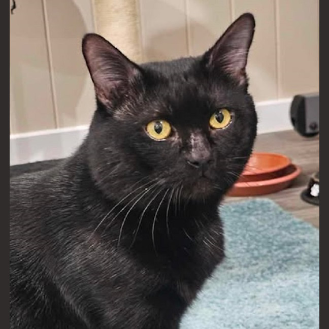 Photo of Pepper