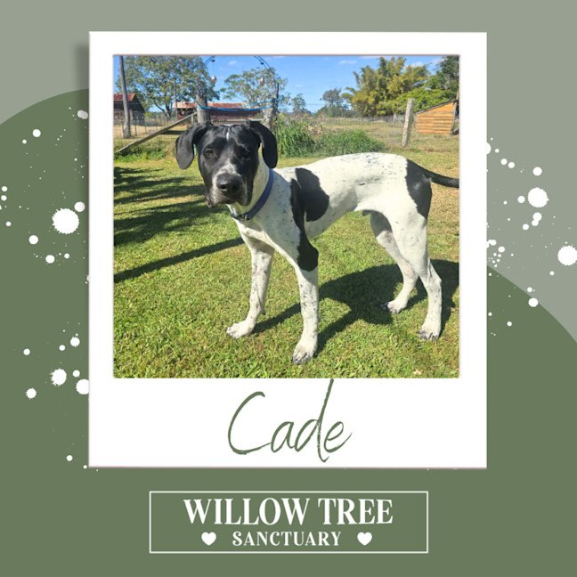 Photo of Cade