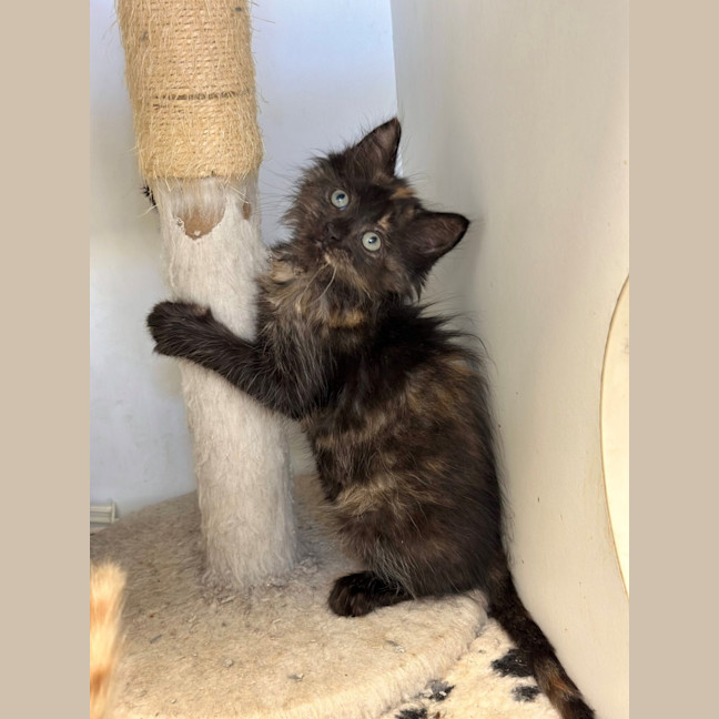 Photo of Miss Muffin 